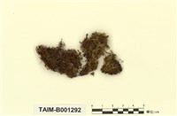 藏品(平肋提燈苔)的圖片